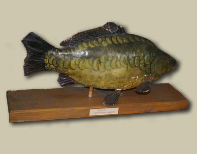 Karp - model