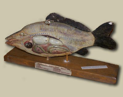 Karp - model (przekrj)